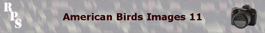 American Birds Images 11