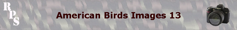American Birds Images 13