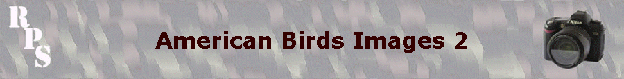 American Birds Images 2