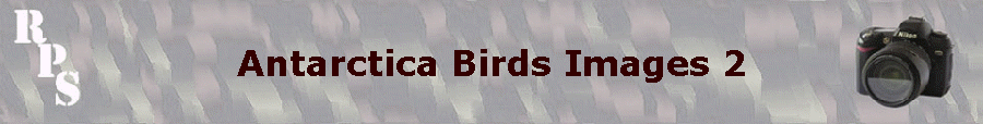 Antarctica Birds Images 2