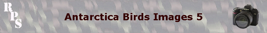 Antarctica Birds Images 5