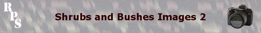 Shrubs and Bushes Images 2