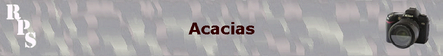 Acacias