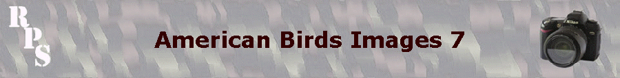 American Birds Images 7