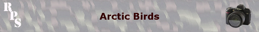 Arctic Birds