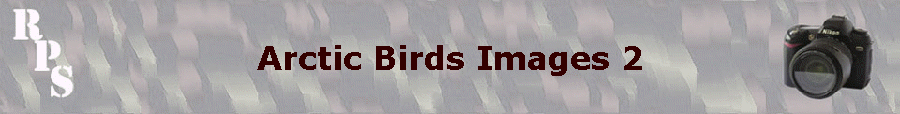 Arctic Birds Images 2