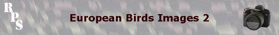 European Birds Images 2