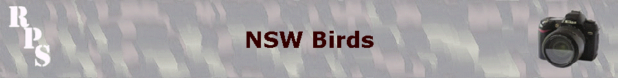 NSW Birds