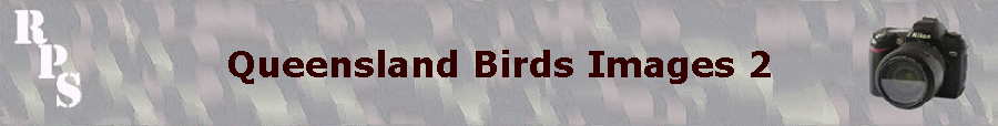 Queensland Birds Images 2