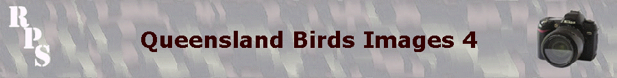 Queensland Birds Images 4