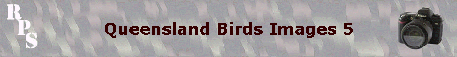 Queensland Birds Images 5