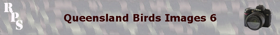 Queensland Birds Images 6