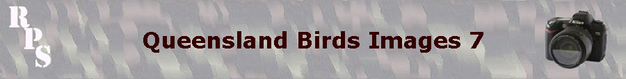 Queensland Birds Images 7