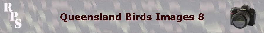 Queensland Birds Images 8