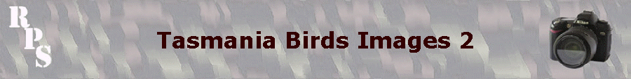 Tasmania Birds Images 2