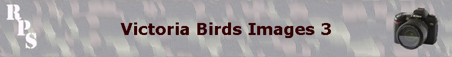 Victoria Birds Images 3