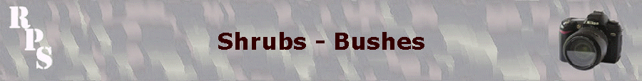 Shrubs - Bushes