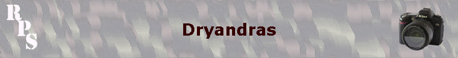 Dryandras