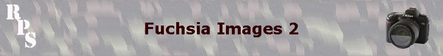 Fuchsia Images 2