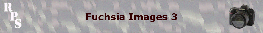 Fuchsia Images 3