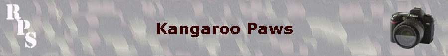 Kangaroo Paws